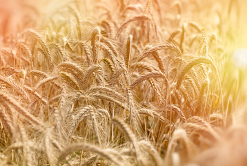  Late afternoon in wheat field (sunset)