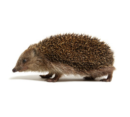 Hedgehog  isolated on white