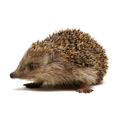 Hedgehog  isolated on white