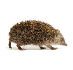 Hedgehog  isolated on white