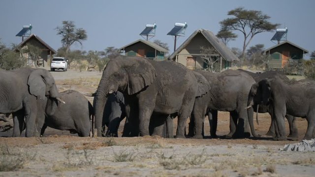 African Elephants gathering at water pond around tourist lodges.