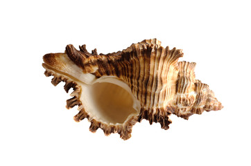 Sea shell isolated on white background