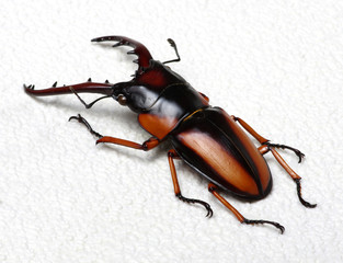 Stag beetle isolated on white