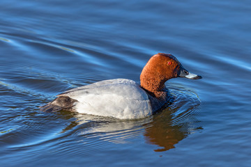 Pochard male swimming in the water
