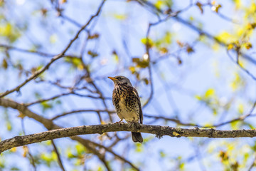 Fieldfare sitting on a tree branch and watching