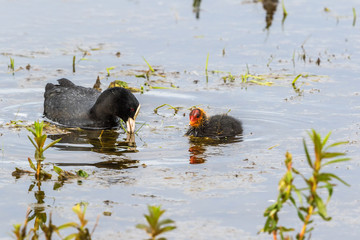Coot with a chick in the water