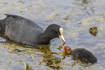 Coot feeding her newborn chicken with plants