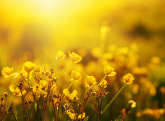 field of spring flowers
