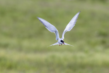 Flying Tern with flapping wings