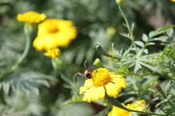 Honey Bee