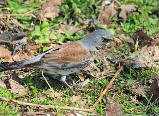 bird lunch