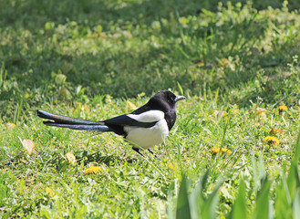 a magpie on the lawn