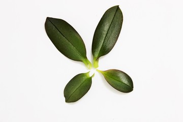 phalaenopsis leaves 
