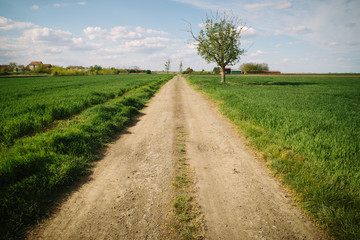 Fototapeta na wymiar landscape with lonely tree beside country single lane road.