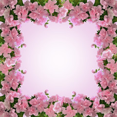 Frame from pink azalea flowers in bloom