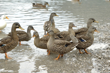 Papere in compagnia al Lago di Cavazzo in Friuli Venezia Giulia