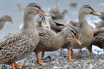 Papere in compagnia al Lago di Cavazzo in Friuli Venezia Giulia