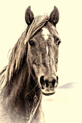 Horse Portrait