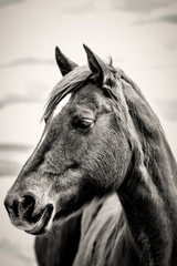 Horse Portrait