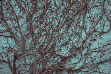 Old dry creeper branches of ivy climbing plant on a weathered stone wall. Depicting dark, creepy and sad mood. Natural background. © Alice Fox