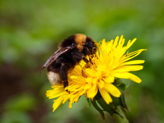 Bumblebee on a sunflower