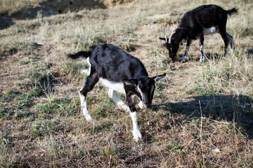 Goat on farm