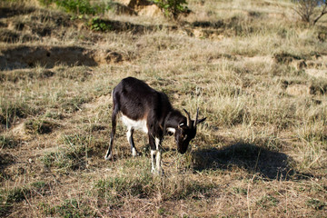 Goat on farm