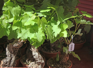 vente de pied  de vignes