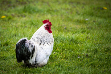 Cockerel or Rooster against a grass background