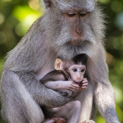 Monkey family at sacred monkey forest Ubud Bali Indonesia.