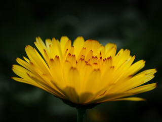 Dandellion
