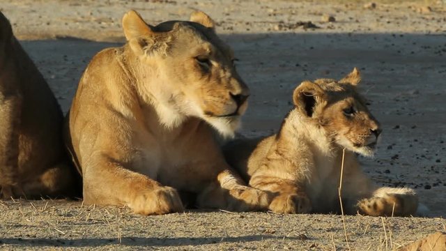 Lioness (Panthera leo)  with young lion cub in early morning light, Kalahari desert, South Africa