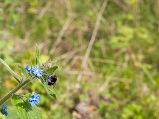a clear macro with blur back ground of a bee yellow and black with wings insect eating from the pollen and bud of a blossoming blue flower head