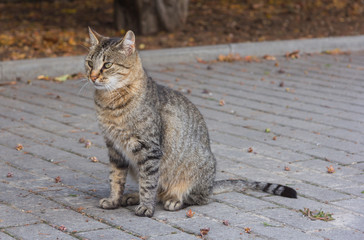 tabby cat sitting on the street