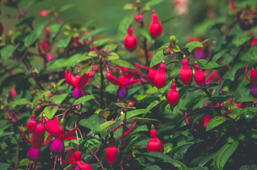 beautiful pink fucshia flower on faded tone