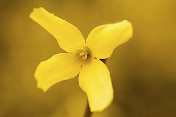 Fototapeta na wymiar Forsythia Macro Flower 