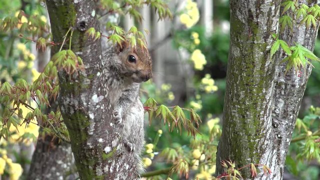Western gray squirrel, Sciurus griseus, garden tree