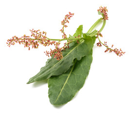 Common sorrel leaves and flowers