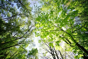 新緑の森