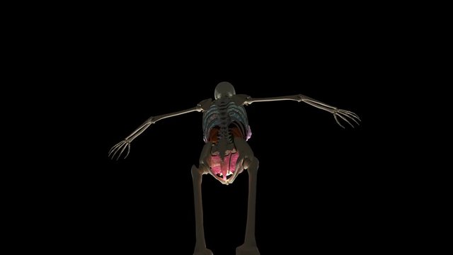 female skeleton and organs black background