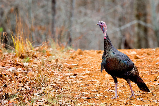 Eastern wild turkey in Alabama 