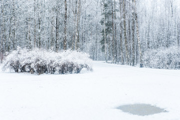 background snowfall in the winter forest.