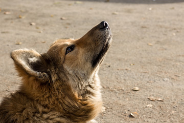 Profile of the shaggy homeless dog. The dog is looking for the owner. An abandoned animal against the background of an autumn wasteland. Sadness.