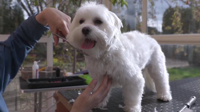 Closeup view of cutting the neck of smiling adorable white dog. The dog is standing on the grooming table and looking at the camera. All potential trademarks are removed.