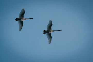 Two swans