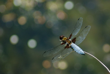 Broad-bodied chaser