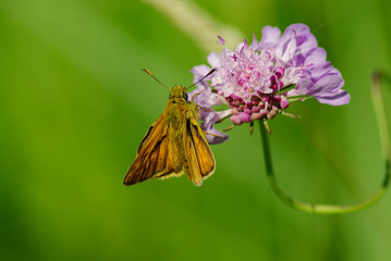Feeding skipper