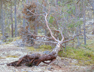 uprooted, fallen pine trees after a storm