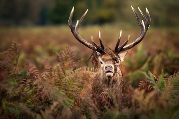 Portrait of dominant red deer stag