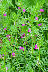 カラスノエンドウ